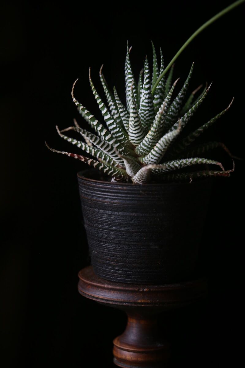 植物と木の台
