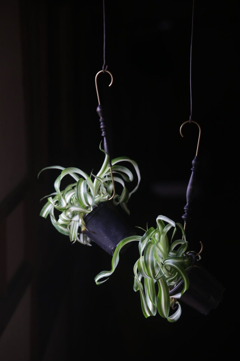 植物のハンガー